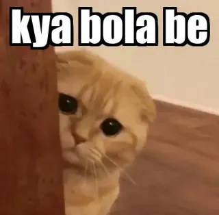 👀 kya bola be gato, meme, hindi, gracioso, mascota telegram sticker