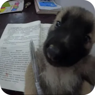 🐶 ลูกสุนัข, หมา, หนังสือ, เรียน, สัตว์เลี้ยง, สัตว์ telegram sticker