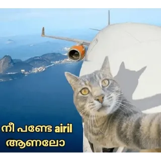 😂 നീ പണ്ടേ airil ആണല്ലോ cat, airplane, travel, animal, pet telegram sticker