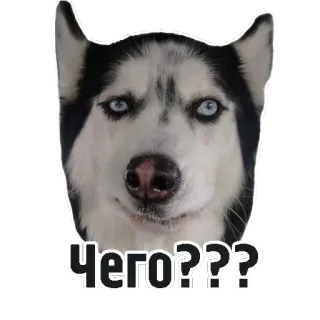🤔 Чего??? cane, husky, domanda, russo, animale telegram sticker