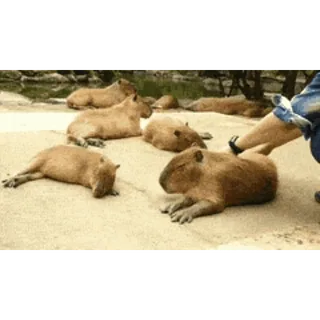 💤 capybara telegram sticker