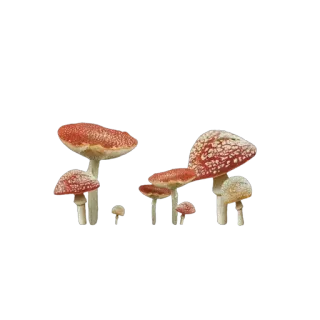 🍄 버섯, 균류, 아가리쿠스, 독버섯 telegram sticker