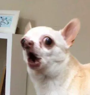 👀 hond, chihuahua, dier, huisdier, verrast, grappig telegram sticker