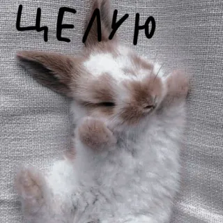 🐰 ЦЕЛУЮ lapin, mignon, dormir, animal, bisou, bisou whatsapp sticker