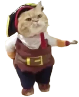 🐱 cat, pirate, animal, costume telegram sticker