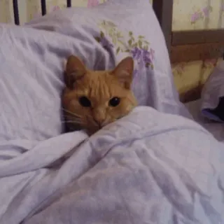 🍣 猫, ベッド, 眠い, かわいい, ペット, 動物 telegram sticker