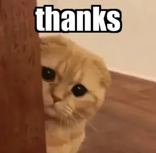 👀 thanks gato, meme, gracias, lindo, mascota, animal telegram sticker