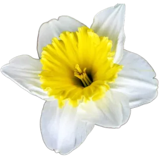 🌼 ดอกแดฟโฟดิล, ดอกไม้, ฤดูใบไม้ผลิ, ลายดอก, สีเหลือง, สีขาว, พืช, ธรรมชาติ telegram sticker