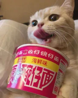 😻 日清面仔 公仔碗仔面 海鲜味 gato, macarrão, comida, asiática, animal, fofo, lanche telegram sticker