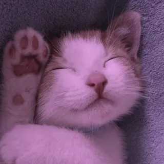 💈 고양이, 새끼 고양이, 동물, 애완 동물, 귀여운, 잠자는, 발 telegram sticker