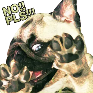 😫 NO!! PLS!!! 개, 애걸, 귀여운, 동물, 간청 telegram sticker