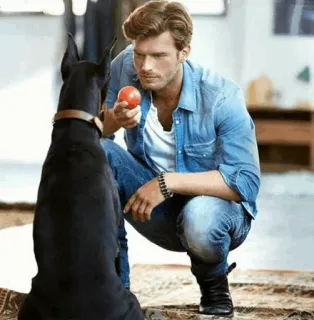 💱 homme, chien, Dobermann, animal de compagnie, balle, intérieur, amitié telegram sticker