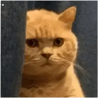 🙄 cat, animal, pet, meme, funny telegram sticker
