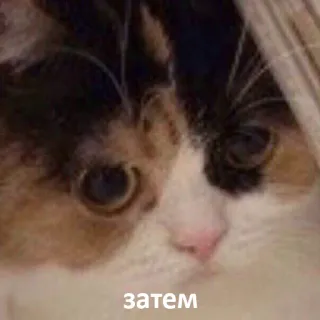 😐 затем kat, dier, lapjeskat, huisdier, huisdier telegram sticker