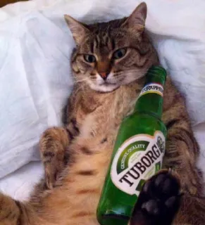 🤰 TUBORG кот, пиво, tuborg, животное, питомец, смешной telegram sticker