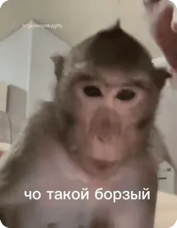 😤 чо такой борзый macaco, animal, engraçado, meme, russo, pergunta whatsapp sticker