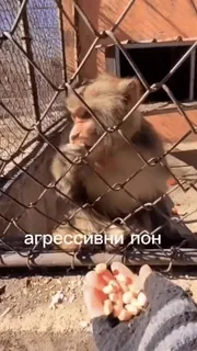 абизяна поны :: @fStikBot telegram stickers