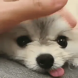 🐾 Hund, Welpe, süß, Tier, Haustier, Haustier telegram sticker