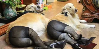 🤨 anjing, humor, parodi, kaki, stoking, sepatu whatsapp sticker