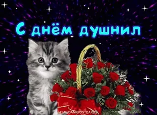 🌟 С днём душнил chat, chaton, roses, fleurs, salutation, étoiles, panier telegram sticker