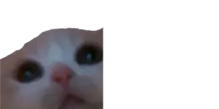 🥺 cat, meme, pet, animal, funny telegram sticker