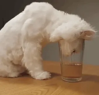 🥛 kat, drinken, water, glas, schattig, huisdier, dier, huiselijk telegram sticker