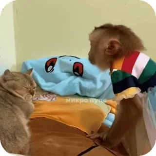 🪸 микро пупо kucing, monyet, hewan, hewan peliharaan, imut, teman telegram sticker