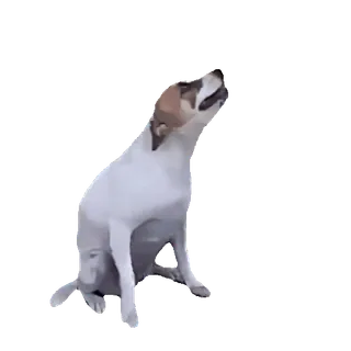 🥳 dog, animal, pet, sitting, barking, howling telegram sticker