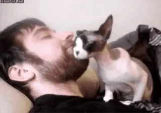 🐈 gatto, uomo, bacio, animale domestico, gatto senza pelo, gatto sphynx telegram sticker
