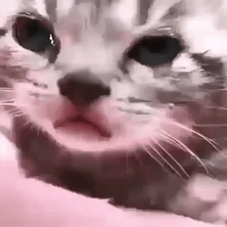 ❤ kucing, anak kucing, hewan, peliharaan, imut, meme, lucu telegram sticker
