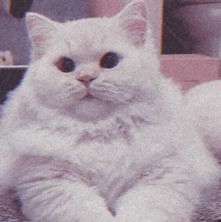 🐈‍⬛️ cat, white cat, cute, pet, animal, domestic telegram sticker