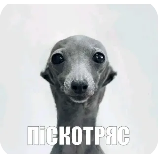 🥰 ПІСКОТРЯС whatsapp sticker