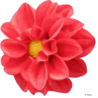 🌺 flor, vermelho, pétala, natureza, flor, dália, floral telegram sticker