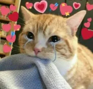 😭 gato, triste, lágrimas, coração, amor, fofo whatsapp sticker