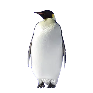 🐧 DIGE14 penguin, animal, bird, wildlife, antarctic telegram sticker