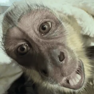😜 monkey, animal, primate, cute, mammal, wildlife telegram sticker