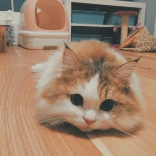🐱 kot, kociak, słodki, zwierzę domowe, zwierzę, domowy, koci telegram sticker