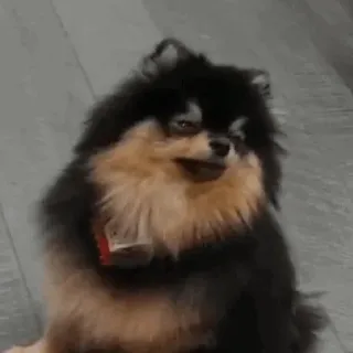 🌪 cane, pomerania, carino, animale domestico, animale telegram sticker