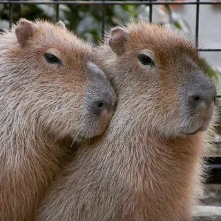 👫 kapibara, gryzoń, zwierzę, słodkie, ssak telegram sticker