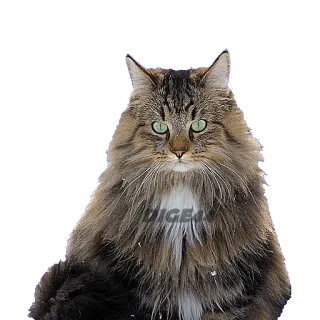 @STIKERFORALL CATSGATTIGATOS telegram stickers