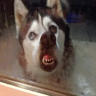 🐶 Husky, Perro, Animal, Animal doméstico, Mascota telegram sticker