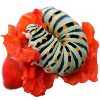 🌹 гусеница, насекомое, животное, природа, цветок, сад, дикая природа telegram sticker