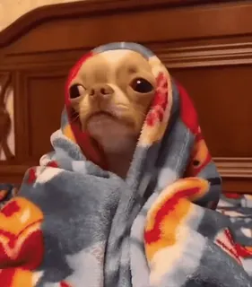 🌝 chihuahua chihuahua, dog, wrapped, blanket, cute, cozy, pet, meme telegram sticker