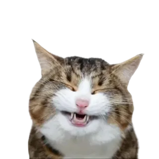😄 gato, animal, animal de estimação, feliz, engraçado, sorrindo telegram sticker
