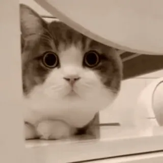 👀 mèo, dễ thương, động vật, thú cưng, kawaii, mèo con, đáng yêu, mắt to telegram sticker