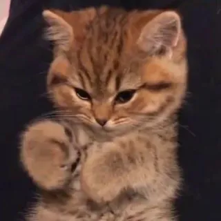 🙄 kitten, cat, cute, animal, pet, domestic, feline, tabby telegram sticker