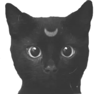 🐱 cat, black cat, moon, crescent, animal, kitten telegram sticker