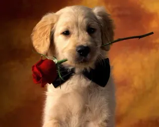 🍡 Hund, Welpe, Golden Retriever, Rose, Blume, Fliege, süß, Tier whatsapp sticker
