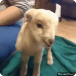 🤪 子羊, 動物, かわいい, 赤ちゃん動物, 家畜, 家畜 telegram sticker