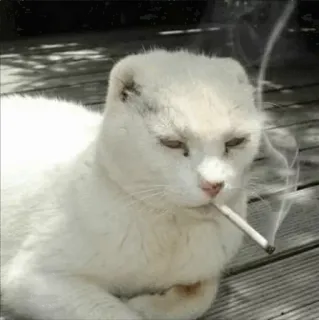 🚬 แมว, บุหรี่, สูบบุหรี่, สัตว์, ตลก, มีม telegram sticker